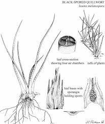 Image result for Isoetes alstonii