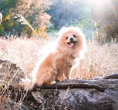 King Kong Da Pom Logan Paul Kong Dogs Cute Baby Animals