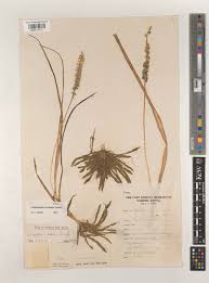 Image result for Chlorophytum silvaticum