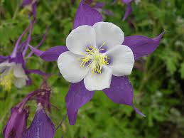 1800flowers.com has been visited by 100k+ users in the past month Remembrance Columbine Wyoming Plant Company