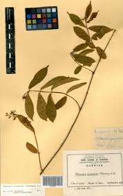 Image result for Motandra