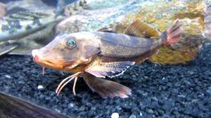 Sea Robin Creepy Fish With Legs Fish Fish Pet Creepy