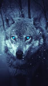 Wolf Goals Achtergronden Wallpapier Blauw Blue Weerwolven Achtergronden Dieren