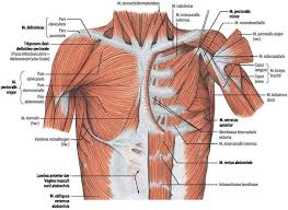 Use the arms to pull the forehead down towards the floor, bending the elbows towards the back wall. Surgical Anatomy Of The Chest Wall Springerlink