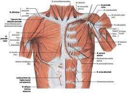 Other important structures, such as the pleura, only become visible when abnormal, and some are not visible at all, such as the phrenic nerve. Surgical Anatomy Of The Chest Wall Springerlink