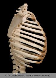 The rib cage is a primarily protective structure, encircling the heart and lungs. Rib Joints Learn Muscles