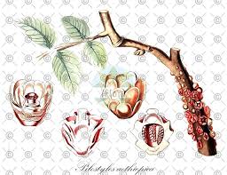 Image result for Pilostyles aethiopica