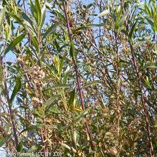 Image result for Maerua salicifolia