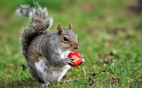 That sounds like a good idea, jean. Why Do Squirrels Like To Eat Oranges Quora