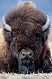 Wood Bison Bison Bison Athabascae Or Mountain Bison Often Called The Wood Buffalo Or Mountain Buffalo Is A Distinct Nort Animals Animals Beautiful Mammals