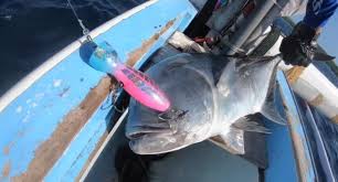 Mungkin hal ini jadi tanda tanya apakah tetap bisa memancing kakap putih ini di siang hari. Mancing Archives Safari Wisata International