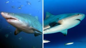 We have the best bulls vs sharks sports streams online. Bull Shark Everything You Need To Know About This Incredible Animal