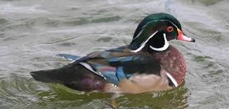 http all best co animals bird
