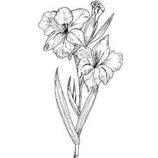 Gladiolus Flower Drawing Images Gladiolus Flower Tattoos Flower Drawing Images Flower Tattoo Drawings