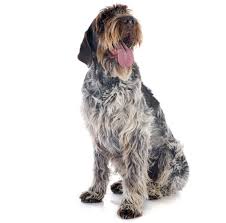 I just got the news yesterday that rob garity of pennsylvania, founder. The Cost Of A Wirehaired Pointing Griffon With Calculator Petbudget Pet Costs Saving Tips