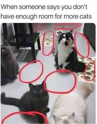 We find the funny cats that make you lol so that you don't have to. Chase The Time Away With Caturday 40 Cat Memes I Can Has Cheezburger Cat Memes Cats Cat Training