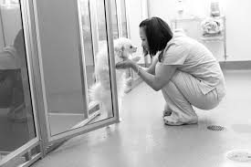 The staff at the hospital are very kind (it's obvious they love animals) and very knowledgeable. Mission Pet Hospital Home Facebook