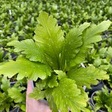 Image result for Asplenium aethiopicum