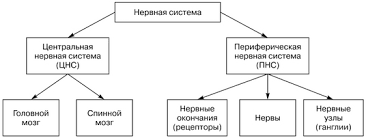 Neuropatia periferica este o afectiune ce poate fi determinata de o boala nervoasa locala, dar poate sa apara si ca o manifestare secundara a unei patologii sistemice. Organele Listei Sistemului Nervos Uman Sistemul Nervos Uman