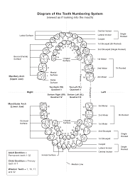 Tooth Numbering Chart Pdf Scope Of Work Template Dental