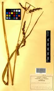 Image result for Scleria melanomphala