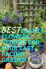 Best Flowers Vegetables And Herbs For Your East Facing Garden East Facing Garden Cool Plants Best Herbs To Grow