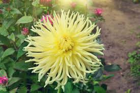 Explore horticulture unlimited's collection of succulents to discover how you can beautify your this striking cactus develops slender columns up to eight to ten feet tall. G B Organics Palm Cactus And Citrus Soil Kellogg Garden Organics