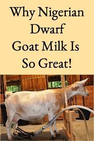 Deciding to bring bigger livestock onto your homestead — even if they are dwarf size, is a huge game changer to the rural life. 5 Reasons To Choose Nigerian Dwarf Goats For Milk