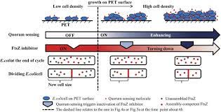 Bacterial Growth Detachment And Cell Size Control On Polyethylene Terephthalate Surfaces Scientific Reports