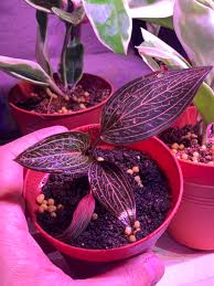 Maybe you would like to learn more about one of these? Jewel Orchid Set 2 Ludisia Discolor Furniture Home Living Home Decor Artificial Plants Flowers On Carousell