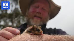 Conservationists seek new ways to keep critically endangered possums alive 