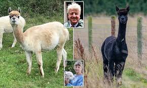 Owner of alpaca sentenced to death pleads with government to save animal's life. M98l49j6ooxnym