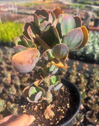 Image result for Kalanchoe glaucescens