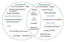 Fission Vs Fusion Venn Diagram Prokaryotes Prokaryotes Vs Eukaryotes Eukaryotic Cell