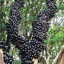 Jabuticaba is a brazilian grape tree found in the states of minas gerias and sao paulo, in the south of brazil. Luv 6 Colors Jaboticaba Fruit Bonsai Grape Tree Plant Seeds Indoor Outdoor Buy At A Low Prices On Joom E Commerce Platform