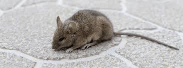 Mouse Droppings: Identifying Infestation in Your Home - Insectek Pest Solutions
