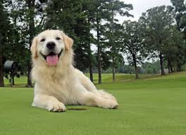 Royal golden retriever puppies was founded in spring of 2001. Golden Retriever George Named 2020 Dog Of The Year Gcmonline Com
