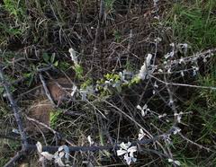 Image result for Coleus cylindraceus