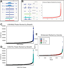 Hyperacetylated Chromatin Domains Mark Cell Type Specific