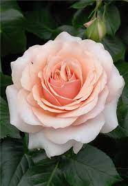 Chimene Harzazz Also Known As Lady Jane Grey Hybrid Tea Rose Rose Amber Strong Fragrance H Hybrid Tea Roses Beautiful Flowers Beautiful Roses