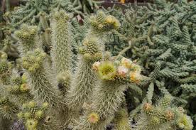 Cholla cactus has been used in aquariums in this way for several years for both decorative and functional. Cholla Cactus Blooms Stock Photo Picture And Royalty Free Image Image 19090554