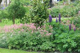 Image result for Astrantia major `Roma`
