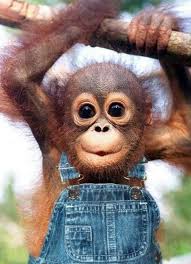 31 Reasons Why Monkeys Are The Best Animals On Earth Cute Baby Monkey Baby Animals Pictures Cute Baby Animals