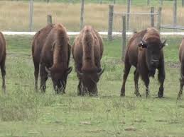 We did not find results for: Collection And Processing Of Lymph Nodes From Large Animals For Rna Analysis Preparing For Lymph Node Transcriptomic Studies Of Large Animal Species Protocol Translated To Arabic