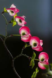 Maybe you would like to learn more about one of these? Pin On Cremation Urns