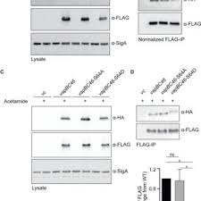 Robert N. Husson's research works