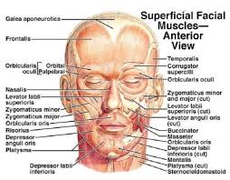 Muscles Of The Face And Neck In 2020 Muscles Of The Face Facial Anatomy Muscle Diagram