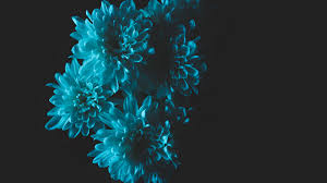 Check spelling or type a new query. Wallpaper Id 13522 Flowers Blue Petals Bouquet 4k
