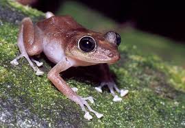 The Flora And Fauna Of Puerto Rico