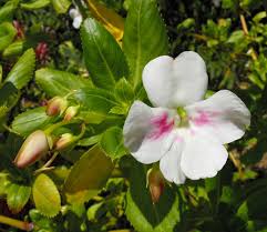 Image result for Impatiens shirensis